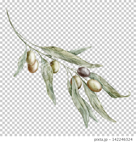 Olive branch watercolor illustration with green leaves and ripe olives isolated on background. Mediterranean botanical clipart for olive oil, harvest, cooking, kitchen, food and natural decor. Olive branch watercolor illustration with green leaves and ripe olives isolated on background. Mediterranean botanical clipart for olive oil, harvest, cooking, kitchen, food and natural decor. 142246324