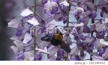 藤の花の蜜を吸うキムネクマバチ 142246432
