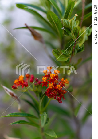 鮮やかな赤とオレンジのトウワタの花と緑のボケ背景 鮮やかな赤とオレンジのトウワタの花と緑のボケ背景 142246529