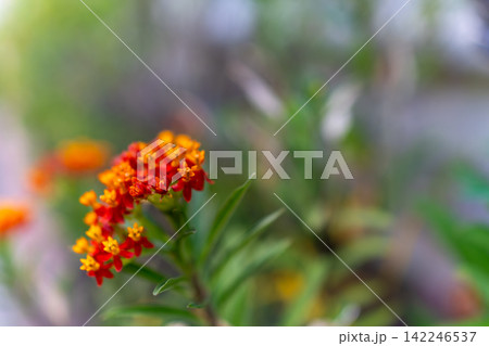 鮮やかな赤とオレンジのトウワタの花と緑のボケ背景 鮮やかな赤とオレンジのトウワタの花と緑のボケ背景 142246537