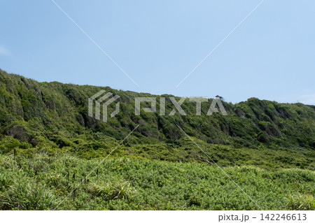 神奈川県三浦市  城ヶ島の崖の斜面に生える夏草 142246613