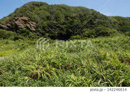 神奈川県三浦市  城ヶ島の崖の斜面に生える夏草 142246614