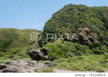 神奈川県三浦市  城ヶ島の崖の斜面に生える夏草 142246628