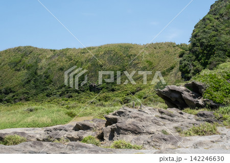 神奈川県三浦市  城ヶ島の崖の斜面に生える夏草 142246630