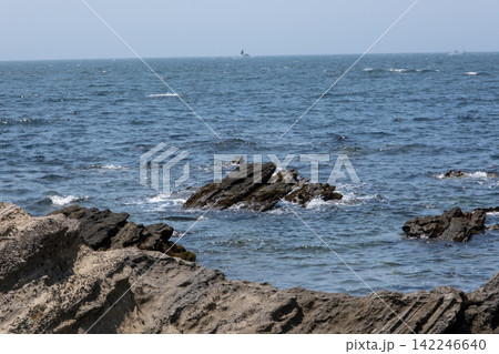 神奈川県三浦市の城ヶ島海岸の磯の風景 142246640