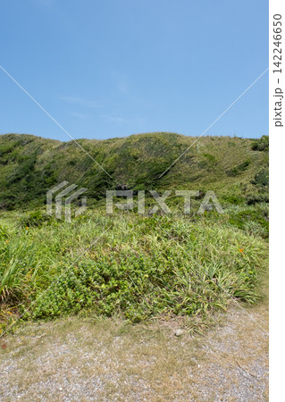 神奈川県三浦市 城ヶ島の崖の斜面に生える夏草の草原 神奈川県三浦市 城ヶ島の崖の斜面に生える夏草の草原 142246650