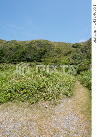 神奈川県三浦市 城ヶ島の崖の斜面に生える夏草の草原 神奈川県三浦市 城ヶ島の崖の斜面に生える夏草の草原 142246651