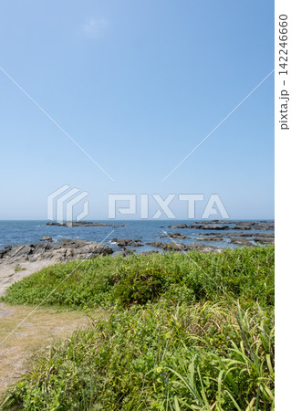 神奈川県三浦市 城ヶ島の海岸に生える夏草と磯の風景 神奈川県三浦市 城ヶ島の海岸に生える夏草と磯の風景 142246660