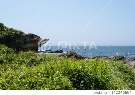 神奈川県三浦市 城ヶ島の海岸に生える夏草と磯の風景 神奈川県三浦市 城ヶ島の海岸に生える夏草と磯の風景 142246664