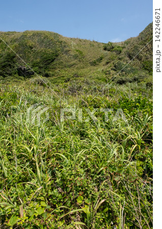 神奈川県三浦市  城ヶ島の崖の斜面に生える夏草 142246671