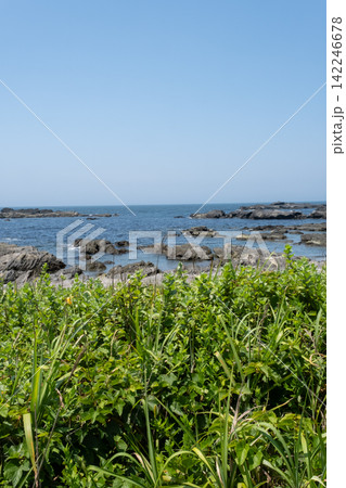 神奈川県三浦市  城ヶ島の海岸に生える夏草と磯の風景 142246678