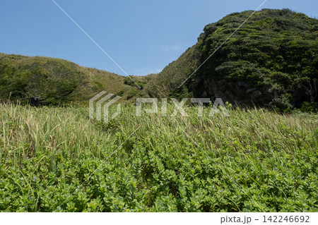 神奈川県三浦市 城ヶ島の崖の斜面に生える夏草 神奈川県三浦市 城ヶ島の崖の斜面に生える夏草 142246692