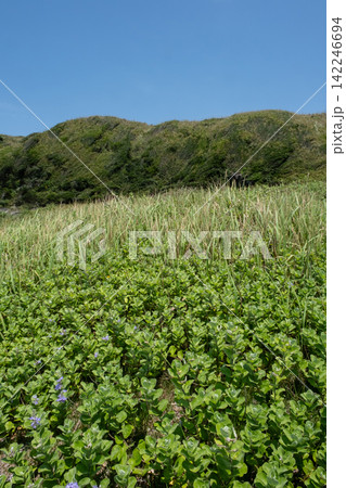 神奈川県三浦市 城ヶ島の崖の斜面に生える夏草 神奈川県三浦市 城ヶ島の崖の斜面に生える夏草 142246694