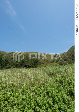 神奈川県三浦市 城ヶ島の崖の斜面に生える夏草 神奈川県三浦市 城ヶ島の崖の斜面に生える夏草 142246698