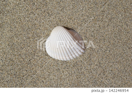 貝殻と海の砂 貝殻と海の砂 142246954