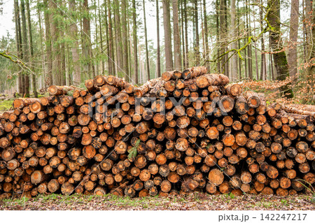 Deforestation. Tree log in forest. Pine tree log. Softwood lumber. Deforestation and logging. Stack of cut wood. Wood log, timber logging. Harvest of timber. Lumber industry business. Hard timber 142247217
