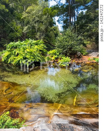 Clear natural pool surrounded by lush green trees at River Ancora in Afife Portugal with vibrant ferns reflecting in crystal water Clear natural pool surrounded by lush green trees at River Ancora in Afife Portugal with vibrant ferns reflecting in crystal water 142247272