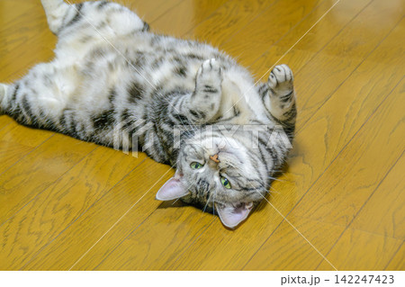 へそ天のポーズでゴロゴロしながら上目遣いで甘える猫 へそ天のポーズでゴロゴロしながら上目遣いで甘える猫 142247423
