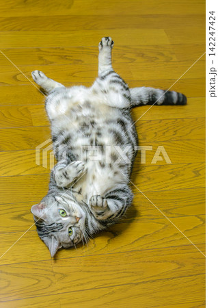 へそ天のポーズでゴロゴロしながら上目遣いで甘える猫 142247424