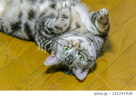 へそ天のポーズでゴロゴロしながら上目遣いで甘える猫 へそ天のポーズでゴロゴロしながら上目遣いで甘える猫 142247426