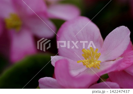 鮮やかな黄色いしべが引き立つ上品なピンク色のベゴニアの花 鮮やかな黄色いしべが引き立つ上品なピンク色のベゴニアの花 142247437