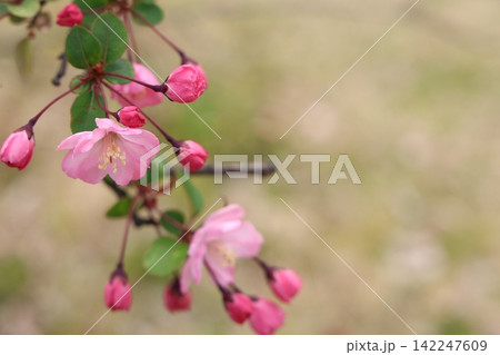 小さなピンクの花 小さなピンクの花 142247609