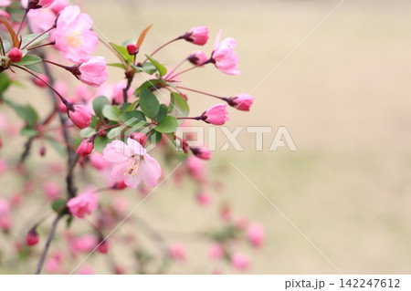 小さなピンクの花 142247612