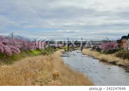 河津川・河津桜・伊豆急行線の電車(静岡県賀茂郡河津町) 河津川・河津桜・伊豆急行線の電車(静岡県賀茂郡河津町) 142247646