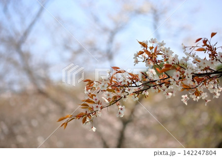 爽やか　ヤマザクラの花 142247804