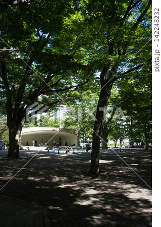 木漏れ日の夏の公園 木漏れ日の夏の公園 142248232