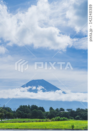 【静岡県富士宮市】夏の朝霧高原から望む美しい富士山 Mount Fuji in summer 【静岡県富士宮市】夏の朝霧高原から望む美しい富士山 Mount Fuji in summer 142248389