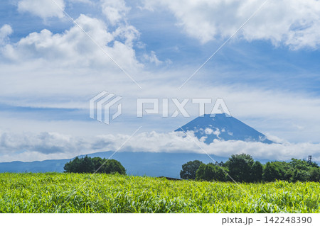 【静岡県富士宮市】夏の朝霧高原から望む美しい富士山 Mount Fuji in summer 【静岡県富士宮市】夏の朝霧高原から望む美しい富士山 Mount Fuji in summer 142248390