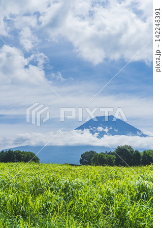 【静岡県富士宮市】夏の朝霧高原から望む美しい富士山 Mount Fuji in summer 【静岡県富士宮市】夏の朝霧高原から望む美しい富士山 Mount Fuji in summer 142248391