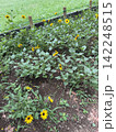 公園のお花 142248515
