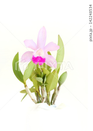 ワルケリンター カトレア 淡いピンク色の花 明るい背景 ワルケリンター カトレア 淡いピンク色の花 明るい背景 142248534