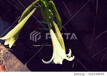 道端に咲いた百合の花 道端に咲いた百合の花 142248630