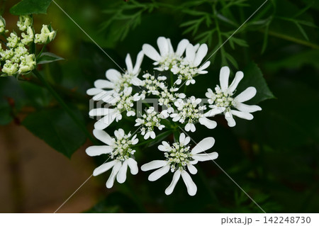 オルレアの花　上から 142248730