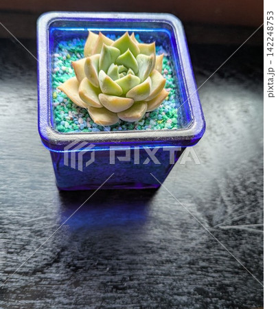 四角いコバルトブルーのガラス容器に入った、かわいらしいミニ多肉植物の寄せ植えです。青と緑の鮮やかなカ 四角いコバルトブルーのガラス容器に入った、かわいらしいミニ多肉植物の寄せ植えです。青と緑の鮮やかなカ 142248753