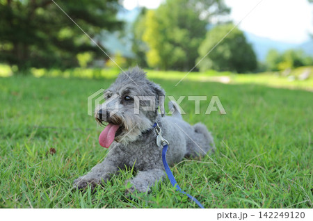 公園で伏せしている犬 公園で伏せしている犬 142249120