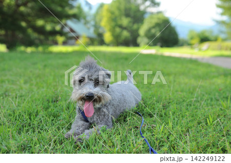 公園で伏せしている犬 公園で伏せしている犬 142249122