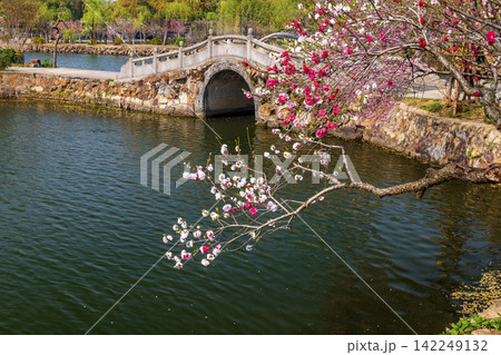 Spring scenery of Li Garden, classical Jiangnan garden in Wuxi, Jiangsu China Spring scenery of Li Garden, classical Jiangnan garden in Wuxi, Jiangsu China 142249132
