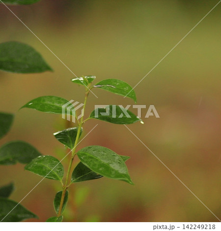 Fresh green plant with water droplets isolated against a soft natural background 142249218