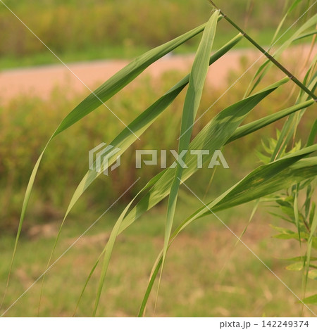 Long Green Leaves in a Soft Natural Background 142249374