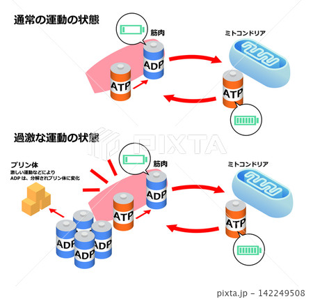 ATPとADPのエネルギー代謝とプリン体生成の仕組み ATPとADPのエネルギー代謝とプリン体生成の仕組み 142249508
