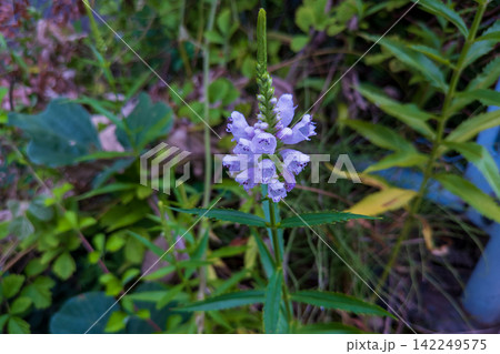 道路脇で見つけたハナトラノオ  (花虎の尾)のピンクの花 142249575