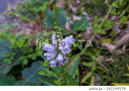 道路脇で見つけたハナトラノオ (花虎の尾)のピンクの花 道路脇で見つけたハナトラノオ (花虎の尾)のピンクの花 142249576