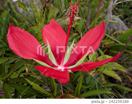 鮮やかな赤色に咲くモミジアオイの花 142250180