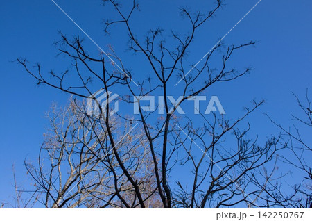 青空に枯れ木 青空に枯れ木 142250767