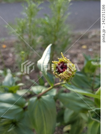 開花直前の花のつぼみ 花びらが開き始める瞬間 開花直前の花のつぼみ 花びらが開き始める瞬間 142251166