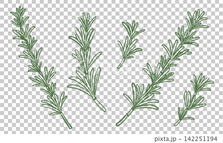 hand drawn illustration of rosemary 142251194